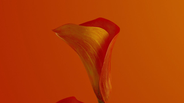 Single flower red yellow center free wallpaper for desktop - medium preview image