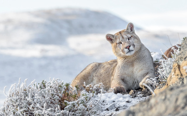 Mountain lion snowy mountain top #3 free wallpaper for desktop - medium preview image