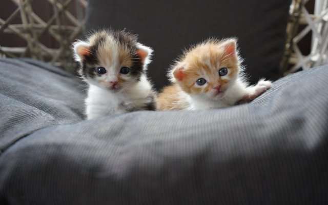 Kittens couch adorable impressionism shiba free wallpaper for desktop - medium preview image