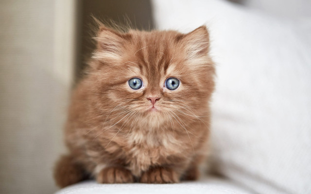 Kitten blue eyes couch white free wallpaper for desktop - medium preview image