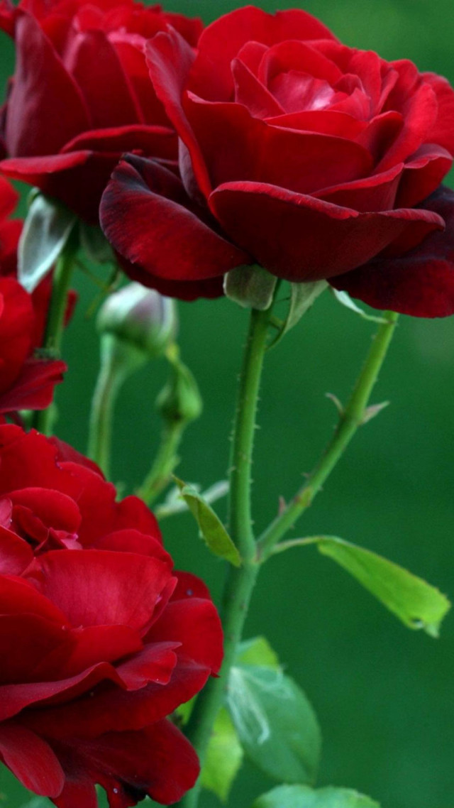 Red roses closeup stem leaves free wallpaper for mobile - medium preview image