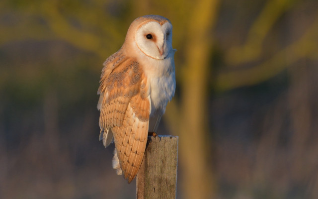 Barn owl perched tree blurry free wallpaper for desktop - medium preview image