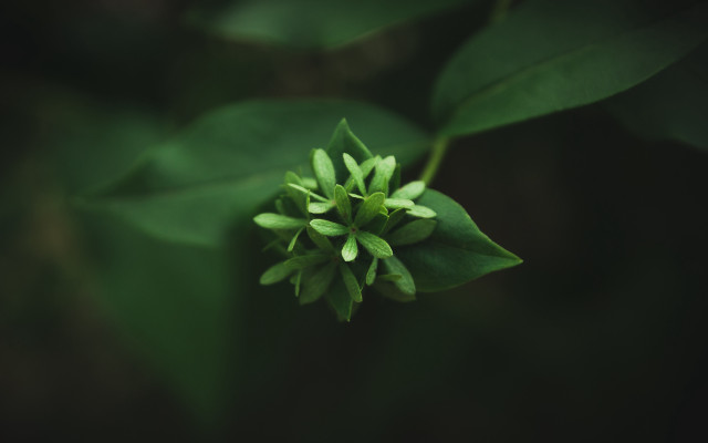 Green flower leaves macro shallow free wallpaper for desktop - medium preview image