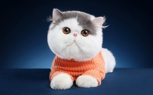 Cat sweater blue surface pop free wallpaper for desktop - medium preview image