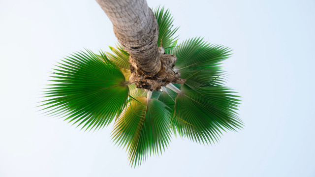 Palm tree green leaf white free wallpaper for desktop - medium preview image