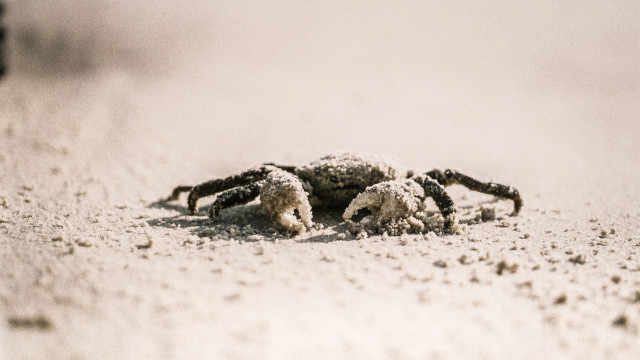 Crab sand dunes beach blurry free wallpaper for desktop - medium preview image