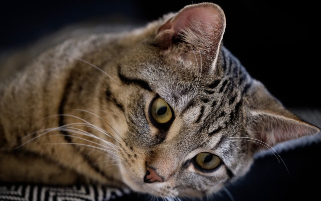 Cat pillow black background portrait free wallpaper for desktop - medium preview image