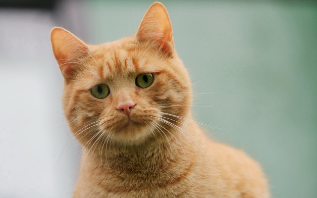 Cat green eyes closeup building free wallpaper for desktop - medium preview image