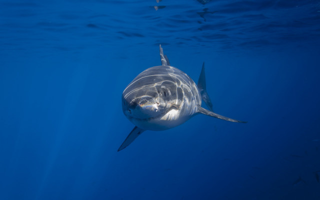Shark camera precisionism ocean award free wallpaper for desktop - medium preview image