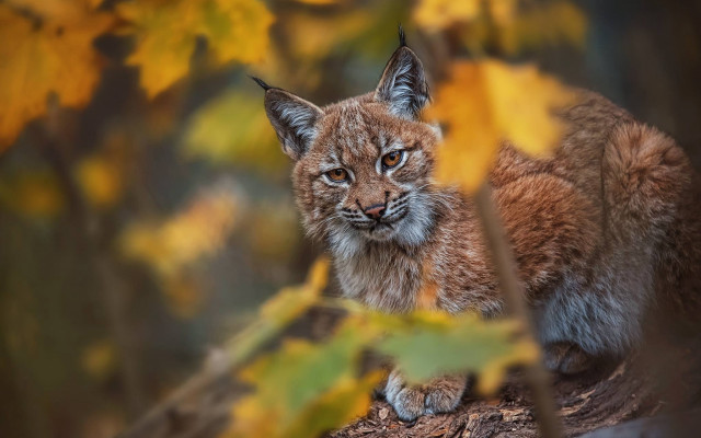 Lynx branch autumn bokeh wildlife free wallpaper for desktop - medium preview image