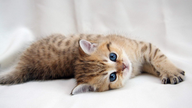 Kitten white floor blue eye free wallpaper for desktop - medium preview image