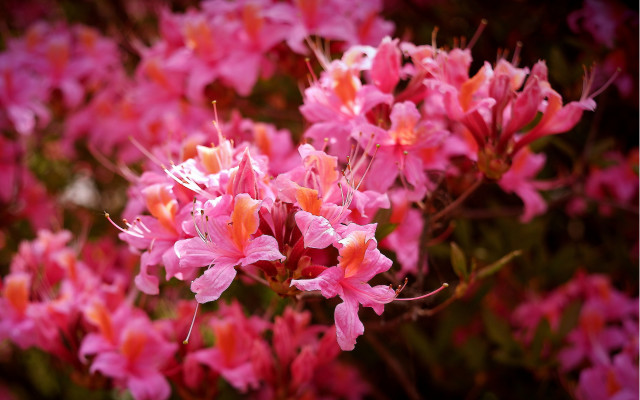 Pink sakura blossoms flowers garden free wallpaper for desktop - medium preview image