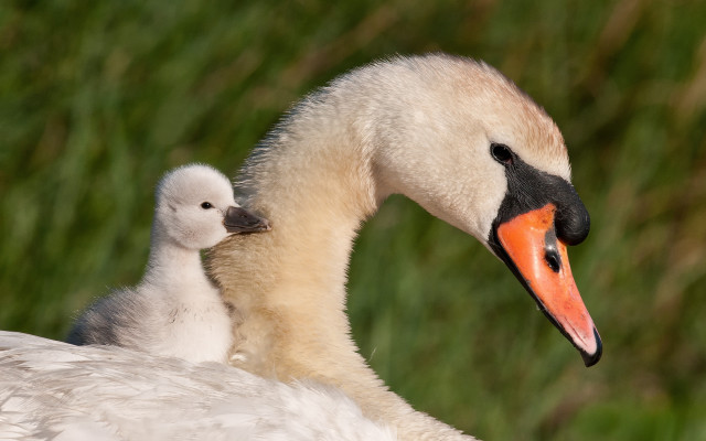 Mother swan young grass blurry free wallpaper for desktop - medium preview image