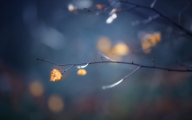 Branch leaf blurry background macro free wallpaper for desktop - medium preview image