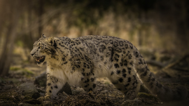 Snow leopard walking forest muzzle free wallpaper for desktop - medium preview image