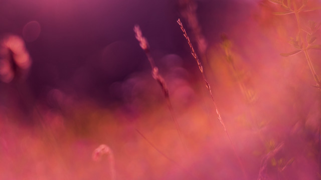 Tall grass purple sky bright free wallpaper for desktop - medium preview image