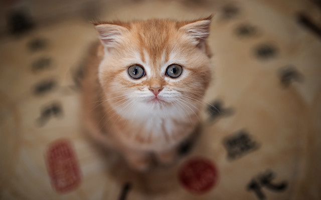 Orange kitten table sign blurry free wallpaper for desktop - medium preview image