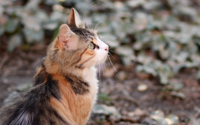 Cat looking up blurry background #4 free wallpaper for desktop - medium preview image