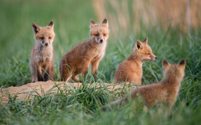 Foxes grass field rock rayonism free wallpaper for desktop - medium preview image