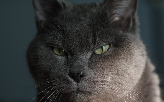 Cat serious green eyes closeup free wallpaper for desktop - medium preview image