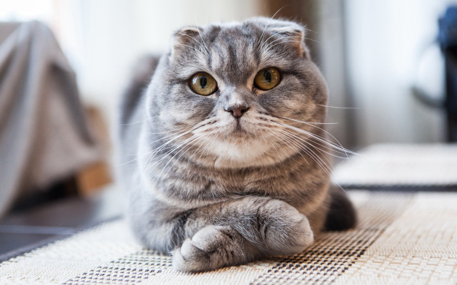 Cat regal focus blurry inset free wallpaper for desktop - medium preview image