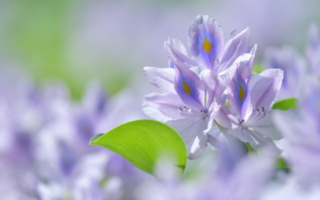 Purple flower green leaf bokeh free wallpaper for desktop - medium preview image