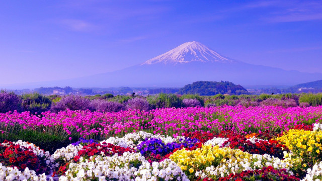 Flower field mountain sky clouds free wallpaper for desktop - medium preview image