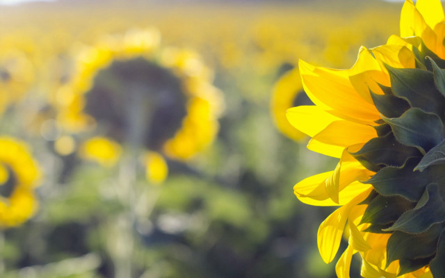 Large sunflower field sunset orange free wallpaper for desktop - medium preview image