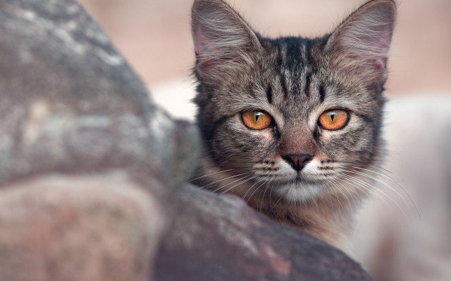 Orange eyed cat closeup blurry free wallpaper for desktop - medium preview image
