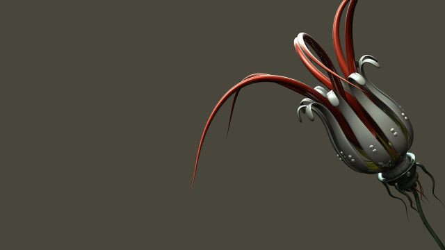 Red white flower long stems free wallpaper for desktop - medium preview image