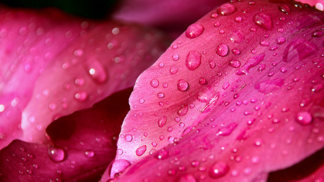 Pink flower water droplets macro #13 free wallpaper for desktop - medium preview image