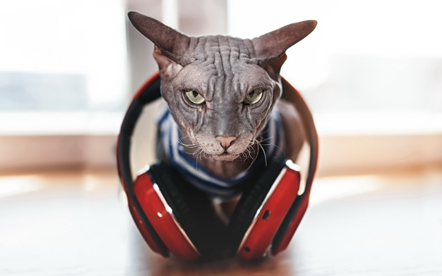 Cat headphones table window institutional free wallpaper for desktop - medium preview image