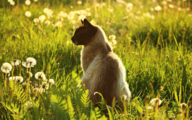 Small dog in field of free wallpaper for desktop - medium preview image