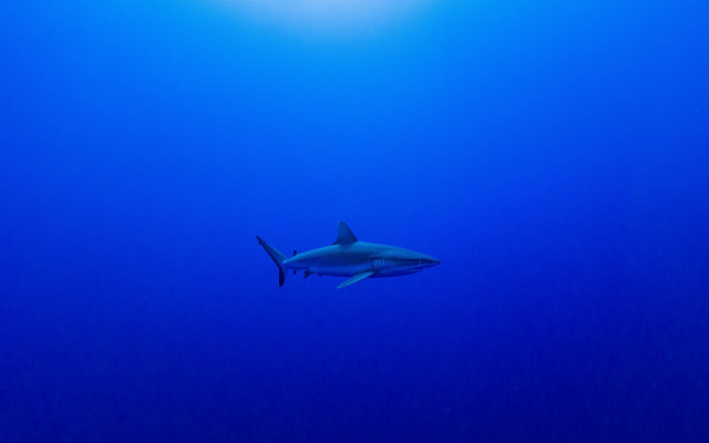 Shark ocean sun diver rayonism free wallpaper for desktop - medium preview image