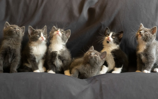 Kittens couch looking up renaissance free wallpaper for desktop - medium preview image
