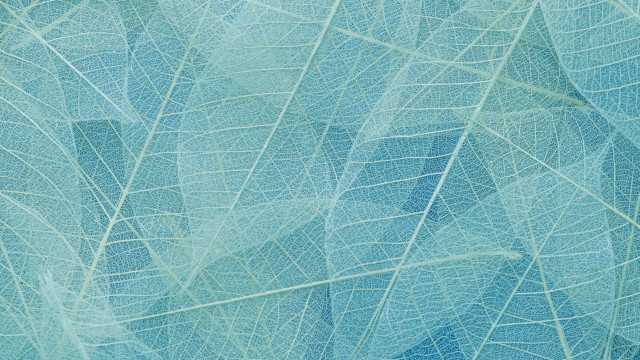 Blue leaf pattern foliage macro free wallpaper for desktop - medium preview image