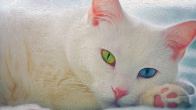 White cat green eyes snow free wallpaper for desktop - medium preview image