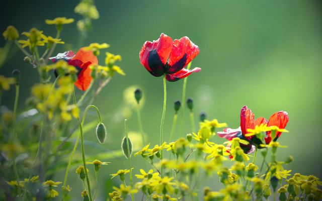 Red yellow flower field impressionist free wallpaper for desktop - medium preview image