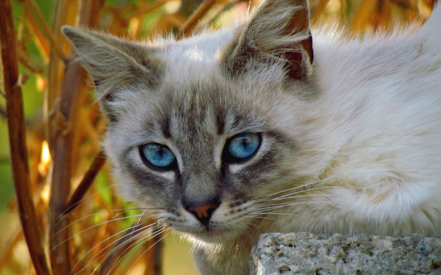 Cat blue eyes rock outside free wallpaper for desktop - medium preview image
