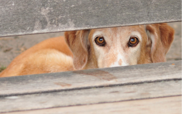 Dog fence peeking photorealistic traditional free wallpaper for desktop - medium preview image