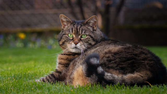 Sad cat in grass green free wallpaper for desktop - medium preview image
