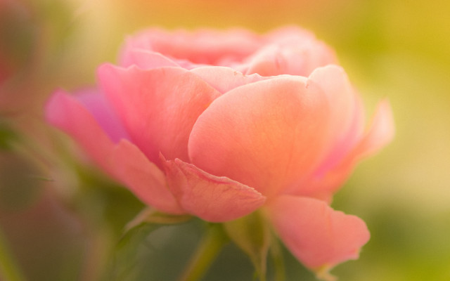 Pink roses macro blurry background free wallpaper for desktop - medium preview image