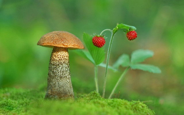 Mushroom strawberry macro grass nature free wallpaper for desktop - medium preview image