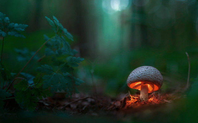 Mushroom light forest leaves fire free wallpaper for desktop - medium preview image