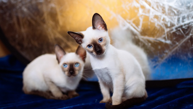 Siamese cats blue blanket blurry free wallpaper for desktop - medium preview image