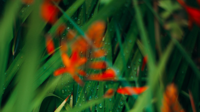 Flower water droplets grass bokeh free wallpaper for desktop - medium preview image