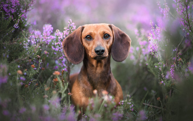 Sad dog flower field renaissance free wallpaper for desktop - medium preview image