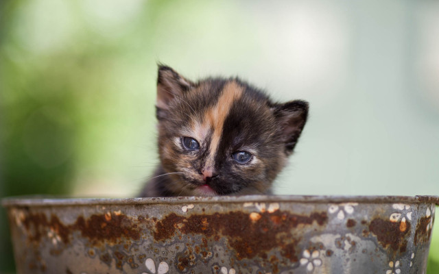 Kitten metal bowl blue eyes free wallpaper for desktop - medium preview image