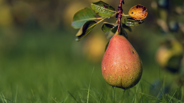 Pear branch grass leaves flower free wallpaper for desktop - medium preview image