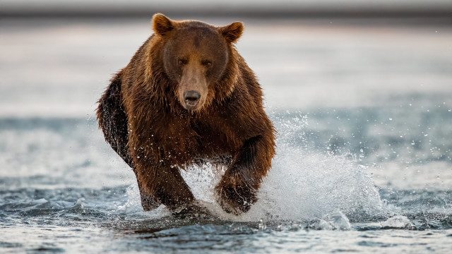 Brown bear running ocean splash free wallpaper for desktop - medium preview image